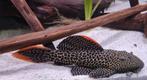 Algeneters & L- nummers, Dieren en Toebehoren, Vissen | Aquariumvissen, Vis, Zoetwatervis