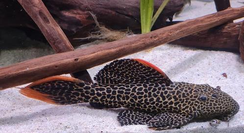 Algeneters & L- nummers, Dieren en Toebehoren, Vissen | Aquariumvissen, Zoetwatervis, Vis
