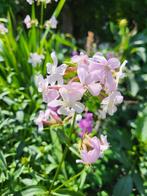 Zaden zachtroze Saponaria, Verzenden, Volle zon