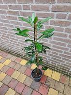 Pseudopanax lessonii 'Moas Toes', Ophalen, Overige soorten, Volle zon