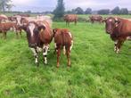 4 dikbil stiertjes, Dieren en Toebehoren, Meerdere dieren, 0 tot 2 jaar