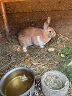 2 leuke konijntjes  ( voedsters ), Dieren en Toebehoren, Konijnen, Vrouwelijk, Middelgroot, 0 tot 2 jaar