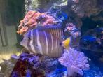 doktersvissen » Zebrasoma Veliferum, Vis, Zoutwatervis