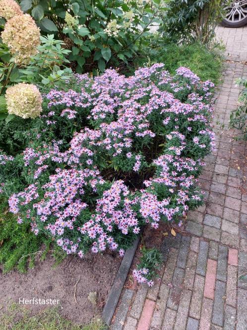 herfstaster en aster ageratoides asran, Tuin en Terras, Planten | Tuinplanten, Vaste plant, Overige soorten, Volle zon, Herfst