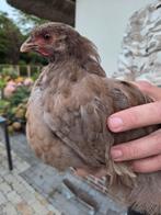 Orpington groot kuikens, Dieren en Toebehoren, Pluimvee, Meerdere dieren, Kip