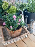 Pot + vaste plant anjer  riviera maision, hoffz kandelaars, Minder dan 30 cm, Minder dan 60 cm, Rond, Ophalen of Verzenden