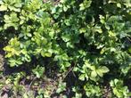 tuinplanten, Bodembedekkers, Vaste plant, Ophalen of Verzenden, Halfschaduw