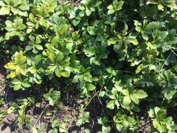tuinplanten  beschikbaar voor biedingen