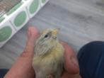1/3 mutatie Barmsijzen Agaat,  Isabel, Dieren en Toebehoren, Vogels | Overige Vogels, Meerdere dieren, Wildzangvogel