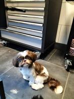 Bambi Shih tzu zoekt een huisje weltevree, Dieren en Toebehoren, Honden | Chihuahua's en Gezelschapshonden, Overige rassen, CDV (hondenziekte)
