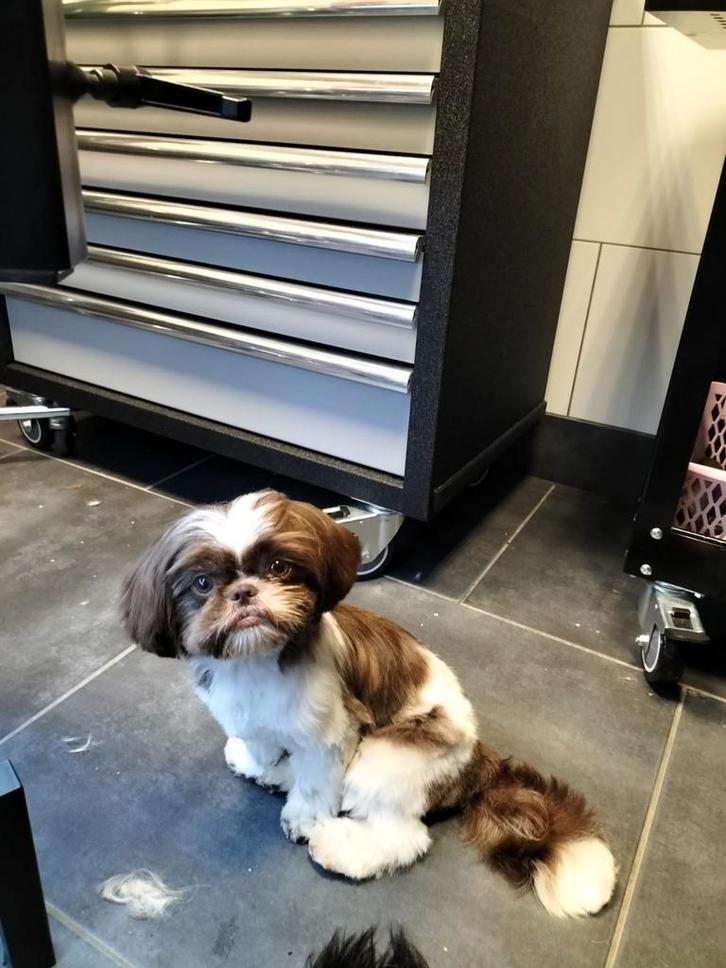 Bambi Shih tzu zoekt een huisje weltevree, Dieren en Toebehoren, Honden | Chihuahua's en Gezelschapshonden, Teef, Overige rassen