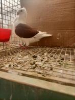 Oud hollandse meeuwwn 2 koppels €30, Dieren en Toebehoren, Vogels | Duiven, Meerdere dieren