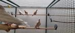 Tortelduiven, Dieren en Toebehoren, Meerdere dieren, Tortelduif