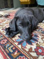 Lieve Boelab (15 maanden) op zoek naar een nieuw thuis, Dieren en Toebehoren, Honden | Niet-rashonden, Reu, CDV (hondenziekte)