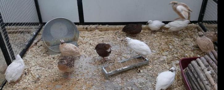 Kwartels bij de Parkieten., Dieren en Toebehoren, Vogels | Parkieten en Papegaaien, Parkiet, Meerdere dieren, Tam