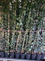Hedera (Hybernica) verschillende maten, Ophalen, Overige soorten, 100 tot 250 cm