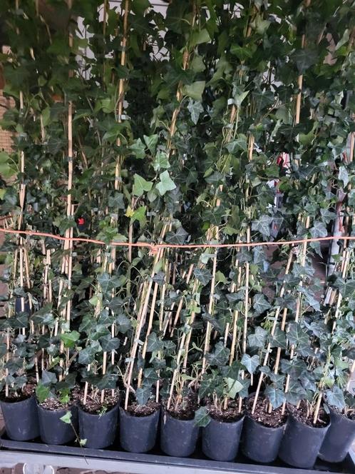Hedera (Hybernica) verschillende maten, Tuin en Terras, Planten | Struiken en Hagen, Overige soorten, 100 tot 250 cm, Ophalen