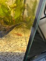 Ancistrus red, Dieren en Toebehoren, Vis