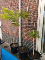 albizia julibrissin (slaapboom)., Tuin en Terras, Planten | Bomen, Ophalen, Volle zon, Overige soorten