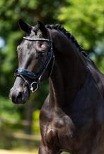 Bloedmooie 3 jarige Frankie-Lee x Dreamboy, Dieren en Toebehoren, Paarden, Gechipt, Ruin, Dressuurpaard, Zadelmak