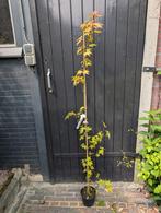 Acer Micranthum, Ophalen, Bloeit niet, Halfschaduw, Overige soorten