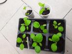 BIOLOGISCHE aubergine moestuinplantjes stekjes, Zomer, Ophalen of Verzenden, Groenteplanten, Eenjarig