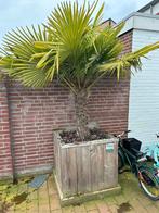 Mooie palmboom in bak, Volle zon, Ophalen of Verzenden, Palmboom