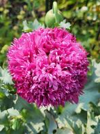 Zaden Papaver lilapaars gevuld, Verzenden, Volle zon