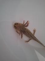 Schattige kleine axolotls, Amfibie, 0 tot 2 jaar