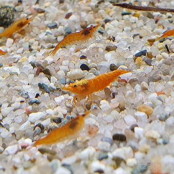 oranje neocaridina garnalen beschikbaar voor biedingen