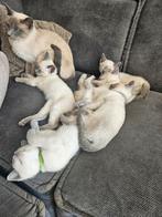 Nog 3 prachtige blue point Blauwe Rus kittens beschikbaar, Meerdere dieren, Ontwormd, 0 tot 2 jaar