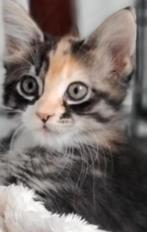 Maine Coon Kittens XXL te koop, Dieren en Toebehoren, Katten en Kittens | Raskatten | Langhaar, Meerdere dieren, Ontwormd, 0 tot 2 jaar