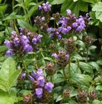 Bijenkorfje, Ijzerhard en Dropplant., Tuin en Terras, Planten | Tuinplanten, Ophalen, Zomer, Overige soorten, Volle zon