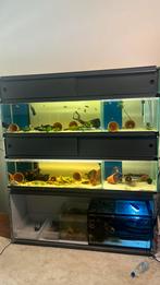 Aquarium/stelling, Dieren en Toebehoren, Vissen | Aquaria en Toebehoren, Ophalen, Gevuld zoetwateraquarium
