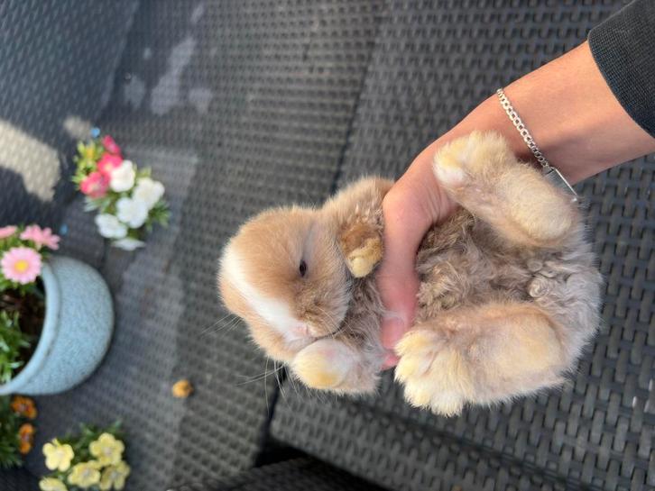Jonge konijntjes te reserveren, Dieren en Toebehoren, Konijnen, Dwerg, Meerdere dieren