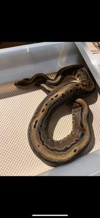 Python Regius. 0-1 Pinstripe Leopard 100% piebald kweekvrouw, Slang