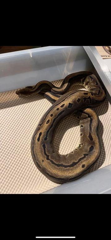 Python Regius. 0-1 Pinstripe Leopard 100% piebald kweekvrouw beschikbaar voor biedingen