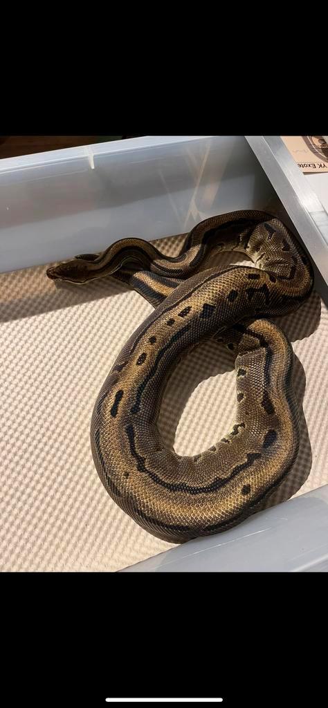 Python Regius. 0-1 Pinstripe Leopard 100% piebald kweekvrouw, Dieren en Toebehoren, Reptielen en Amfibieën, Slang