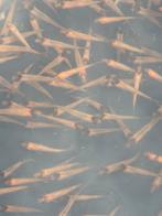 Jonge goudwindes van dit jaar, Dieren en Toebehoren