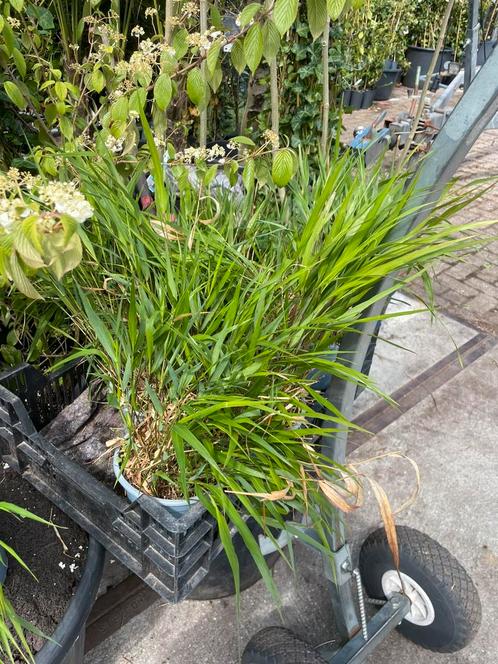 Japans berg gras  hakonechloa macra super goedkoop, Tuin en Terras, Planten | Tuinplanten, Vaste plant, Siergrassen, Halfschaduw
