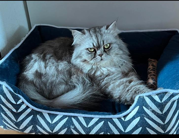 Perzische langhaar beschikbaar als dekkater, Dieren en Toebehoren, Katten en Kittens | Dekkaters