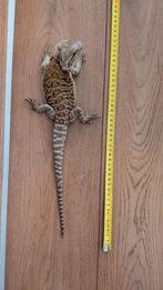 Prachtige Baardagaam (Vrouw, 6 Maanden) Zoekt Nieuw Thuis!, Dieren en Toebehoren, Hagedis, Tam, 0 tot 2 jaar