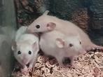 Te koop tamme chiamese rittens, Dieren en Toebehoren, Knaagdieren, September, Meerdere dieren, Rat