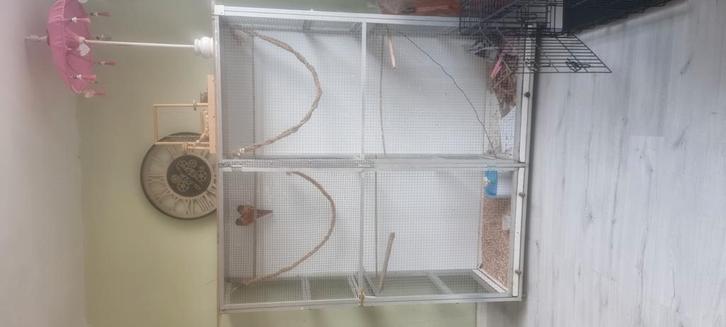 2 mannelijke pyrrhura molinea met kooi, Dieren en Toebehoren, Vogels | Toebehoren, Gebruikt, Kooi-accessoires, Ophalen