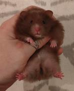 Jonge Syrische Hamsters / Goudhamsters, Dieren en Toebehoren, Knaagdieren, Hamster, Meerdere dieren, Tam, Oktober
