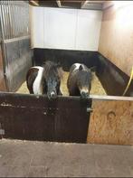 Twee bonte merrie (mini) Shetlanders, Dieren en Toebehoren, Merrie