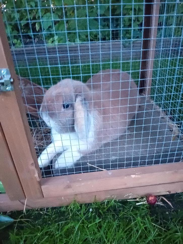 Minolobs konijn, Dieren en Toebehoren, Konijnen, Middelgroot, Mannelijk, 0 tot 2 jaar