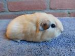 Veel verschillende cavia beertjes, Dieren en Toebehoren, Knaagdieren, Juni, Mannelijk, Cavia