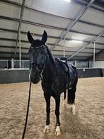 Super brave en knappe 7-jarige ruin zoekt een fijn huis!, Dieren en Toebehoren, Paarden, Ruin, L, 7 tot 10 jaar