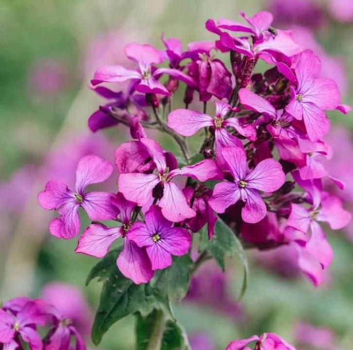 Judaspenning zaden ‘Lunaria Annua’, Tuin en Terras, Bloembollen en Zaden, Volle zon, Ophalen of Verzenden